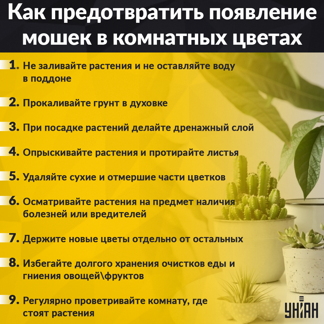 Zemní svilušky - jak se jich rychle zbavit / My Infografika