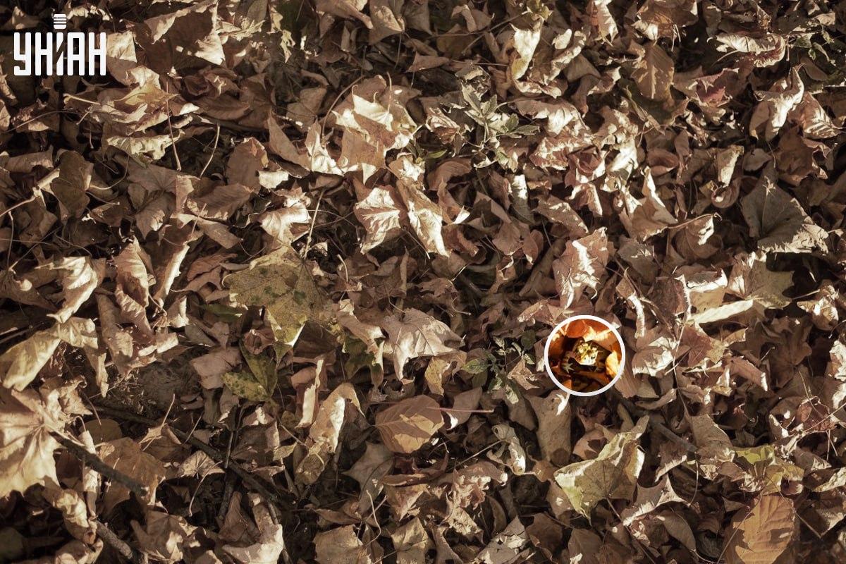Žába byla u levého dolního rohu obrázku / koláže s fotografií My