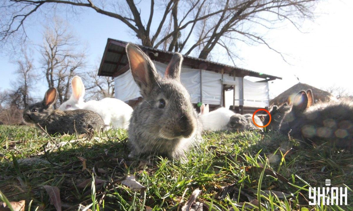 Pták byl téměř uprostřed skládačky / koláže s fotografií My