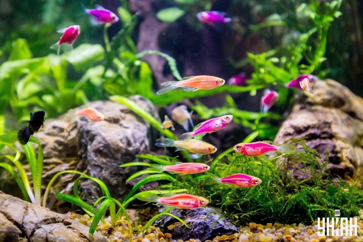Hádanka je velmi obtížná, při hledání želvy neztrácejte čas / koláž z fotografie Myu