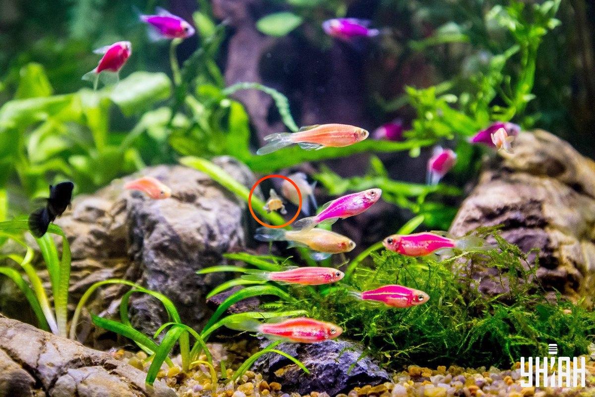 Želva byla téměř uprostřed obrázku / koláž s fotografií Myu