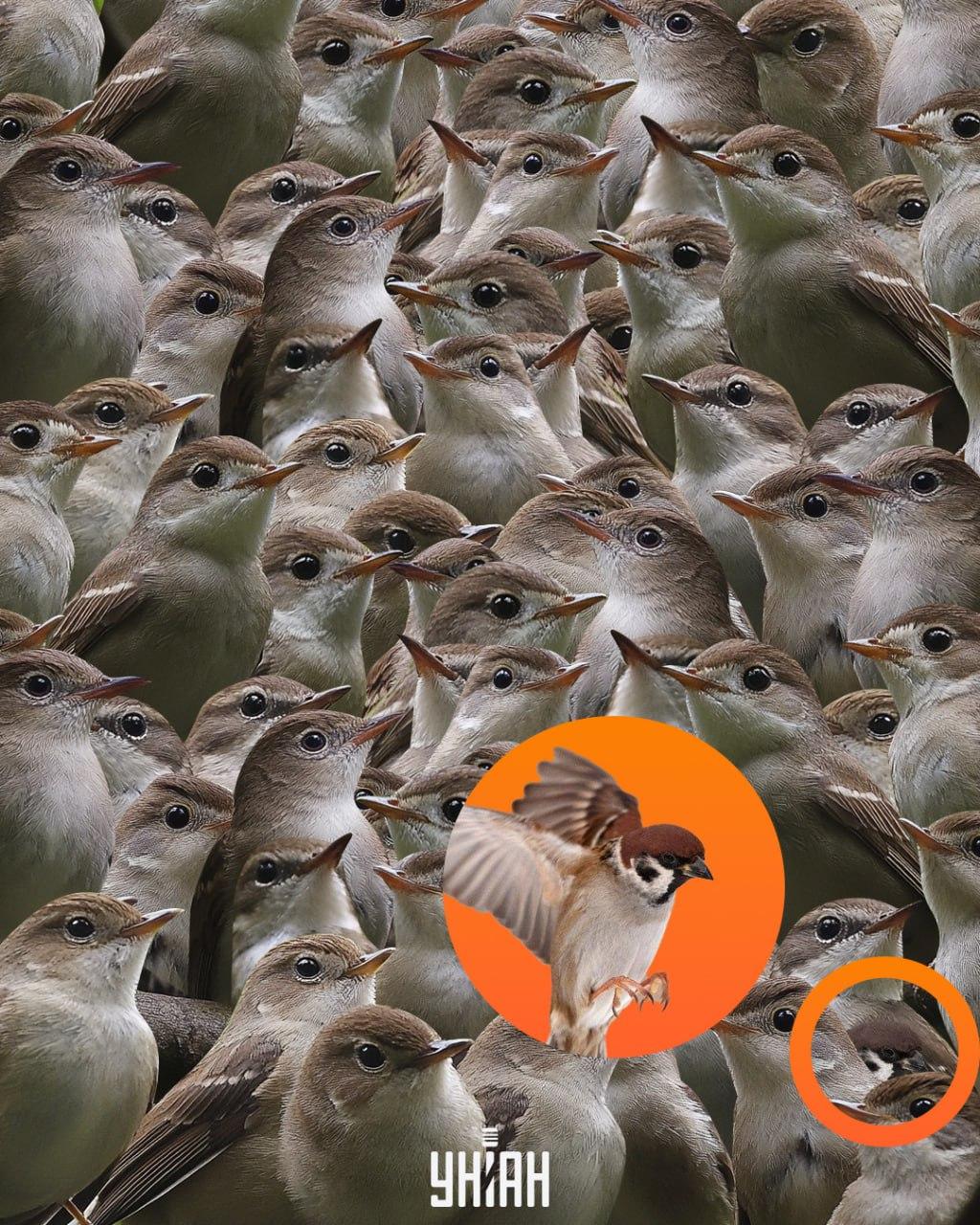 Vrabec se nacházel v dolní části skládačky / koláž My
