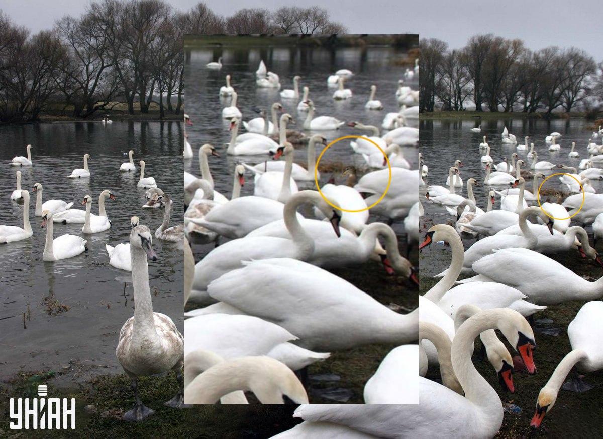Takto jsme kachnu záměrně skryli / My Collage