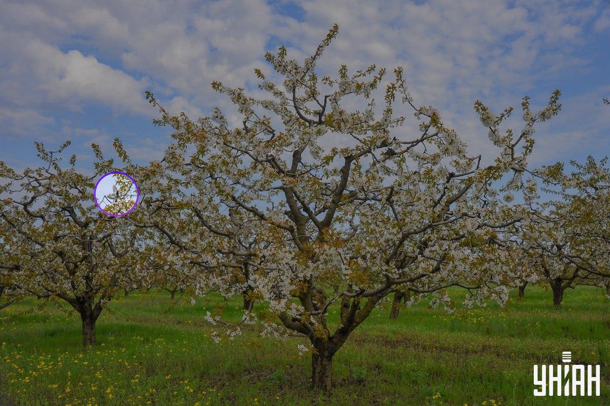 Pták byl u pravé strany obrázku / koláž s fotografií Myu