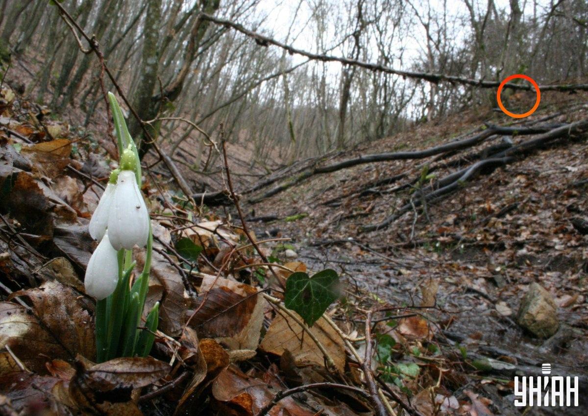 Liška se nacházela nedaleko levého horního rohu obrázku / koláže z fotografie Myu