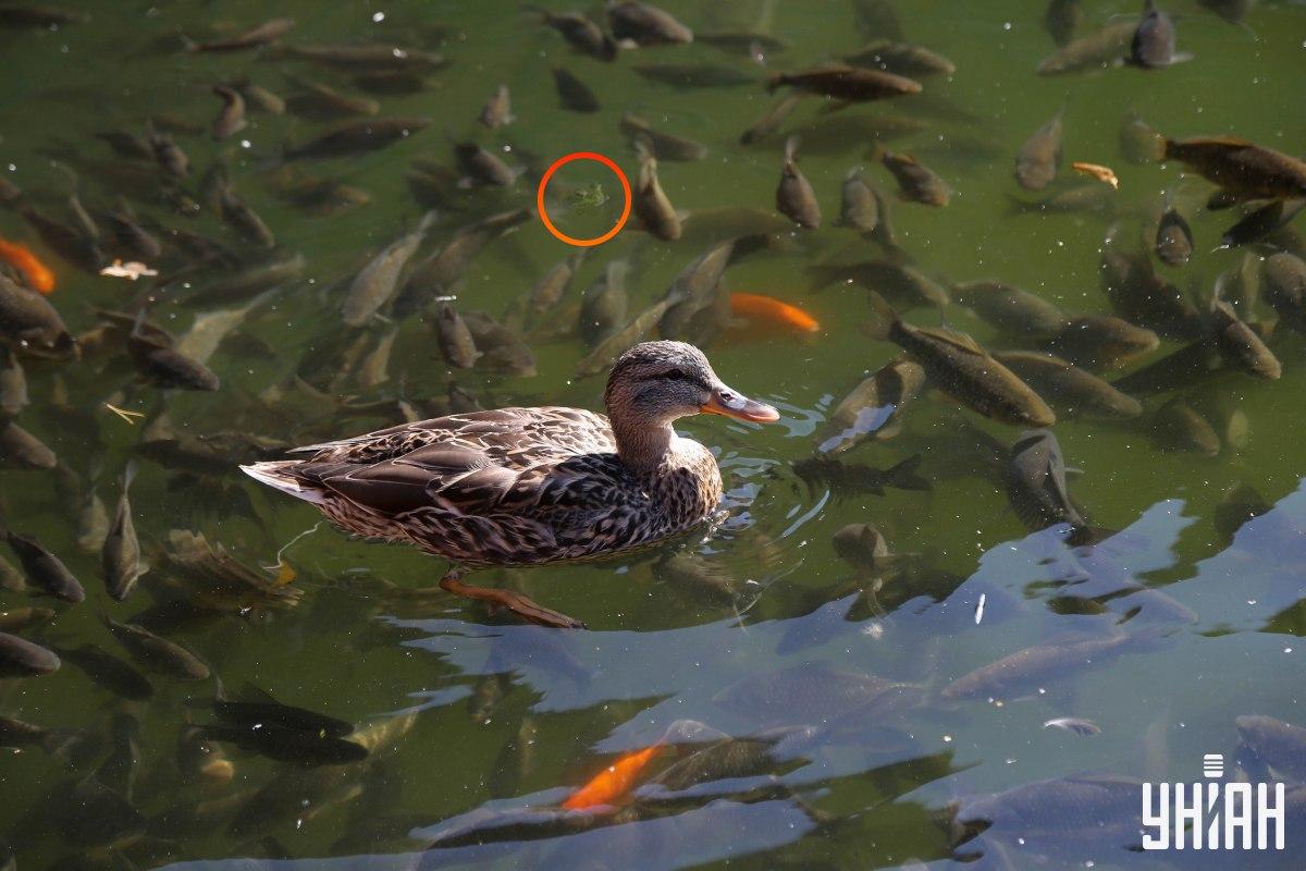 Žába byla na vrcholu skládačky / koláž s fotografií Myu