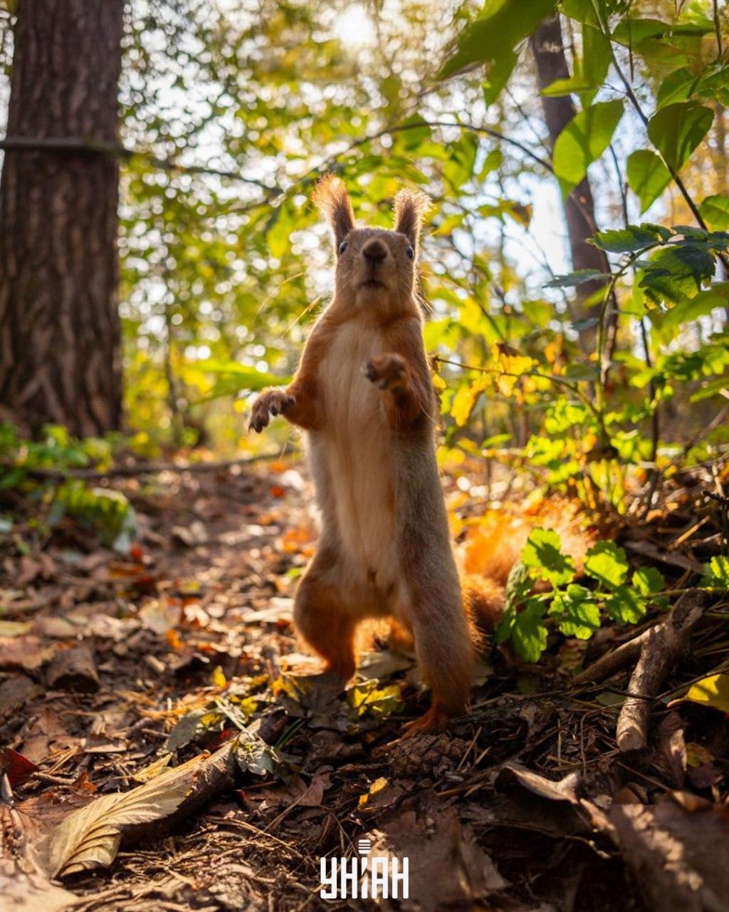 Najít žalud na obrázku trvá méně než 10 sekund / koláž z fotografie Myu