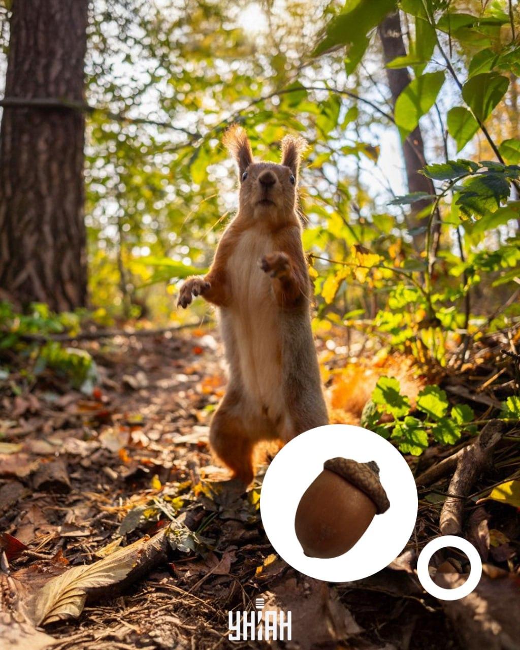 Žalud se nacházel ve spodní části optické skládačky / koláže s fotografií Myu