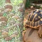 Ani géniové nemohou najít odpověď na hádanku: musíte najít hada