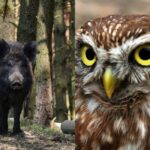 Chytrou sovu za 9 sekund najdou jen lidé s vysokým