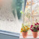 Dejte tyto květiny na parapet a žádná kondenzace: tip floristů