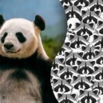 Iluze pro nejpozornější: jen málokdo dokáže mezi mývaly najít pandu.