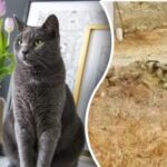 Jen génius by viděl kočku za 8 vteřin: náročná hádanka