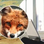 Jen génius najde 4 zvířata za 11 sekund: neuvěřitelný test