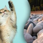 Najít spící kočku mezi skalami za 10 sekund: hádanka, kterou