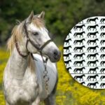 Obtížná hádanka: do 5 sekund musíte najít koně bez ocasu.