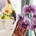 Orchidej nekvete: květinářství poskytlo dva návody, jak siti vyřešit