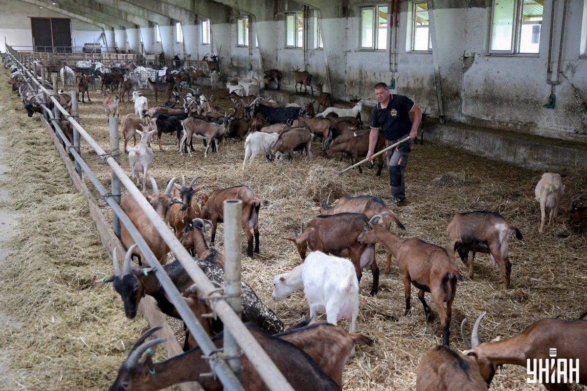 Najdi na obrázku neposedného kohouta v čase / koláž s fotografií My