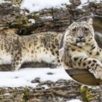 Téměř nemožný úkol pro ty nejpozornější: najít leoparda na zasněžených