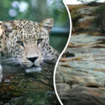 Leoparda najde jen člověk s „loveckýma očima“: na hádanku má